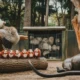 TickZoo Info
