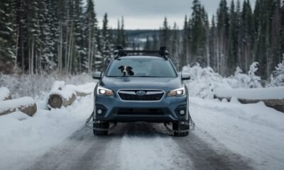 Subaru dog commercial