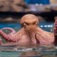 Angry Octopus